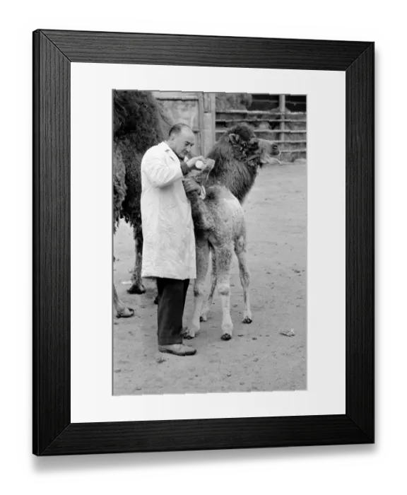 Framed Print : 3 week old camel and keeper Alec Long. March 1975 75-01675-006 Framed Print : 3 week old camel and keeper Alec Long. March 1975 75-01675-006