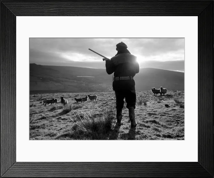 Framed Print : Royal / Mystery / Dog: Sheep farm. They sigh, for they know what it means Framed Print : Royal / Mystery / Dog: Sheep farm. They sigh, for they know what it means