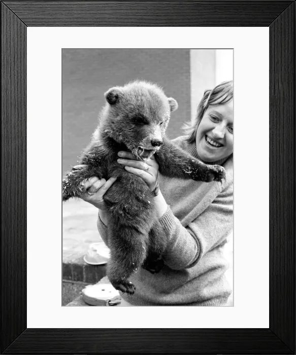 Framed Print : Twin Brown Bears. March 1975 75-01620-006 Framed Print : Twin Brown Bears. March 1975 75-01620-006