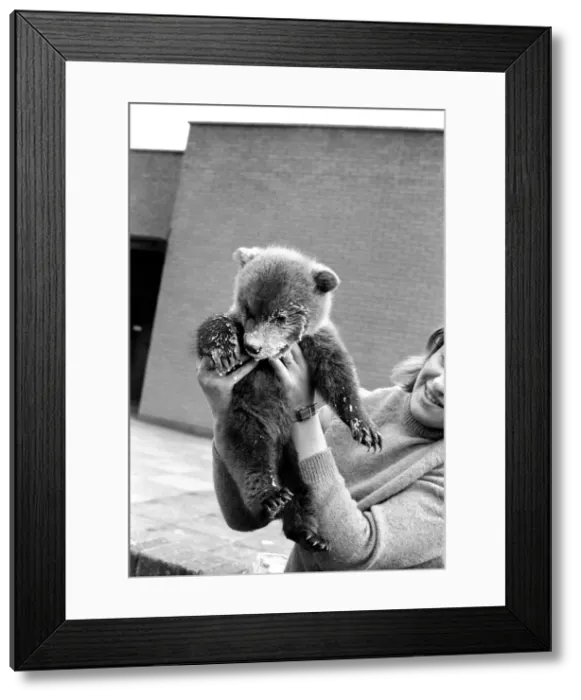 Framed Print : Twin Brown Bears. March 1975 75-01620-008 Framed Print : Twin Brown Bears. March 1975 75-01620-008