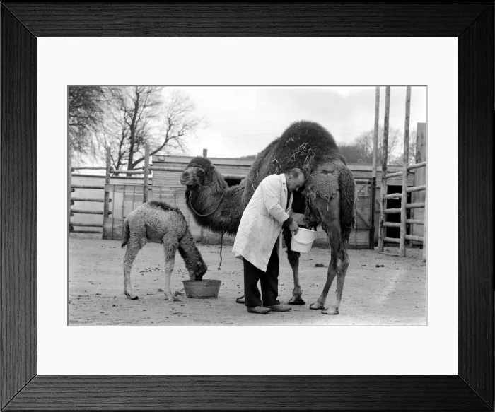 Framed Print : 3 week old camel and keeper Alec Long. March 1975 75-01675