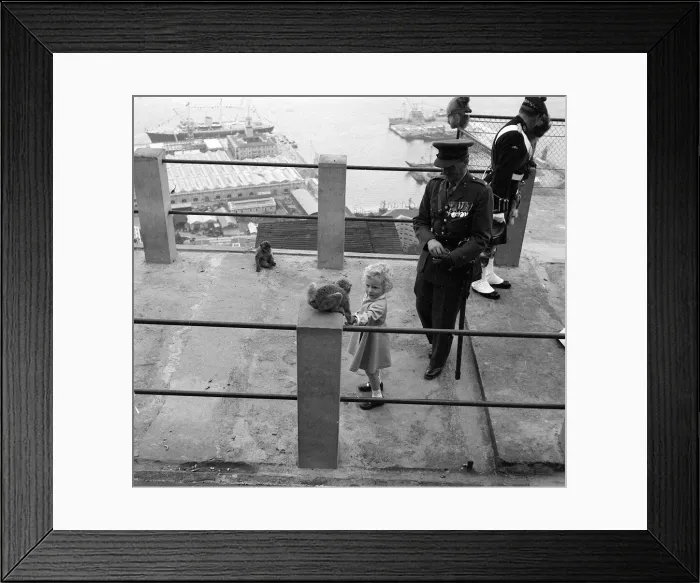 Framed Print : Princess Anne holds her hand out to a Barbary Ape May 1954 on the rock of