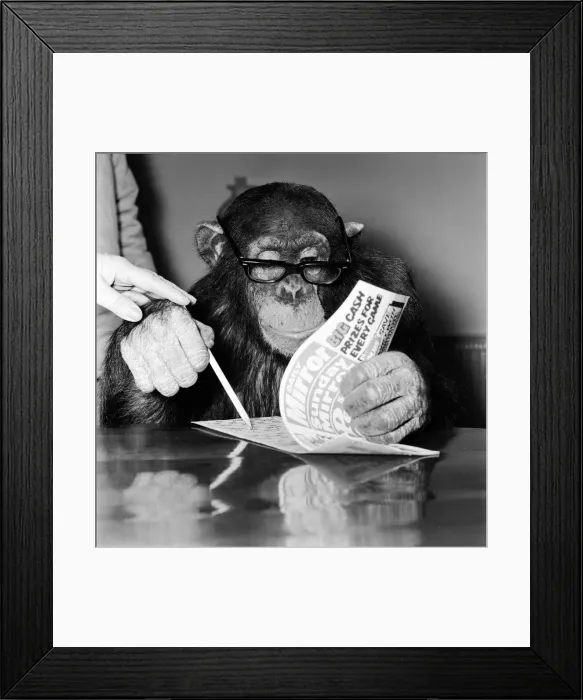 Framed Print : Louis the Chimp checks his bingo numbers at Twycross Zoo December 1981