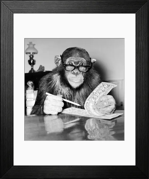Framed Print : Louis the Chimp checks his bingo numbers at Twycross Zoo December 1981 Framed Print : Louis the Chimp checks his bingo numbers at Twycross Zoo December 1981