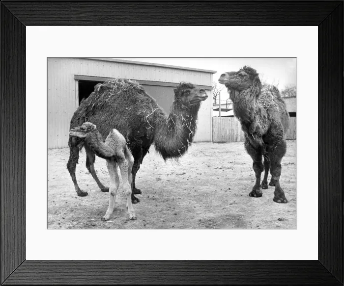 Framed Print : A young camel with its parents at Lambton Pleasure Park in March 1980 Framed Print : A young camel with its parents at Lambton Pleasure Park in March 1980