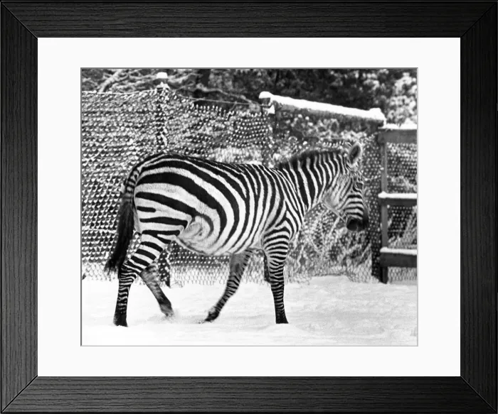 Framed Print : A lone zebra in the snow at Lambton Pleasure Park in January 1977