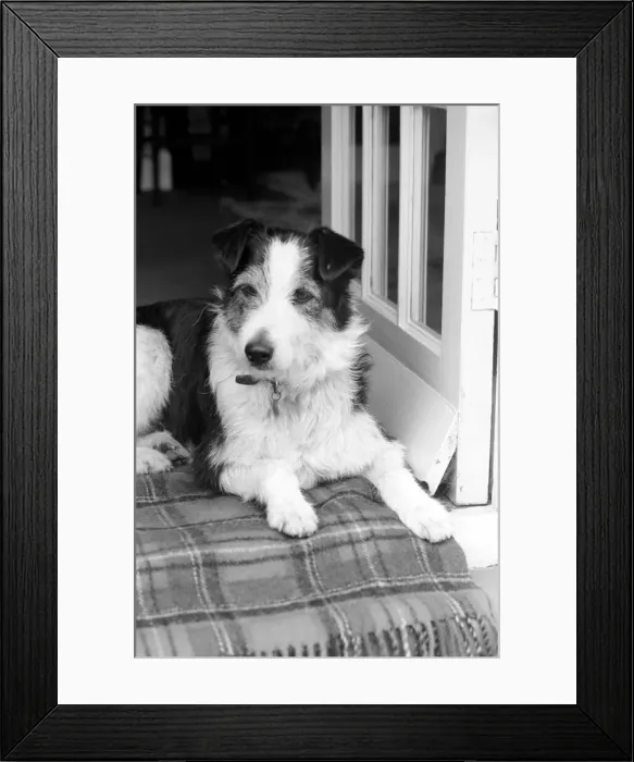 Framed Print : Collie / Dog / Animal / Cute. Alexander the Great. March 1975 75-01356-004 Framed Print : Collie / Dog / Animal / Cute. Alexander the Great. March 1975 75-01356-004