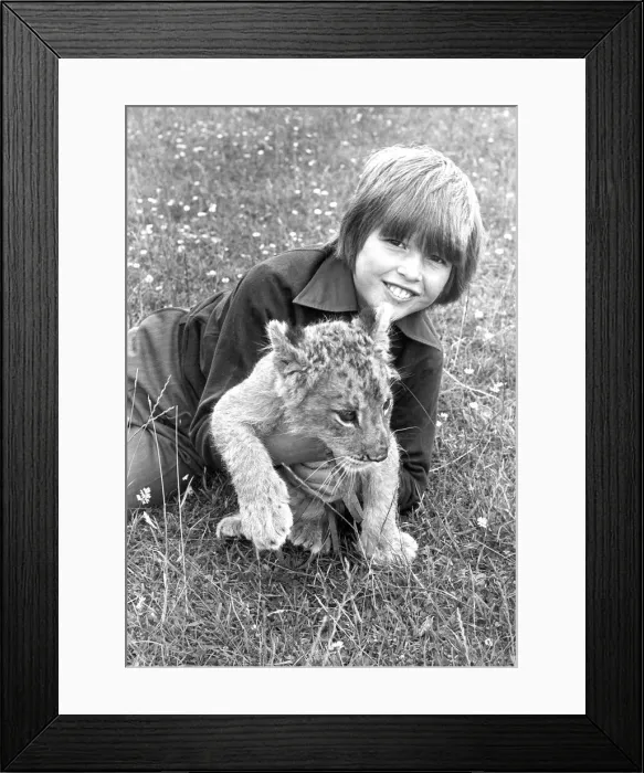 Framed Print : Not all big cats are fearsome as this boy found out with 12 week old lion cub Khan in Framed Print : Not all big cats are fearsome as this boy found out with 12 week old lion cub Khan in