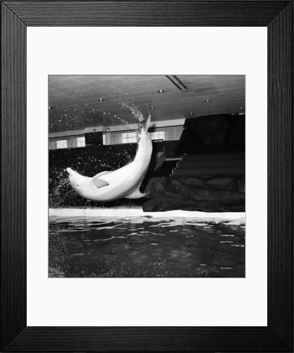 Framed Print : Brightones Dolphinarium: Baby the youngest dolphin at Brightones Dolphinarium was Framed Print : Brightones Dolphinarium: Baby the youngest dolphin at Brightones Dolphinarium was