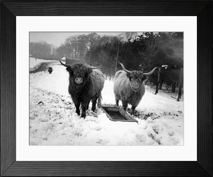 Framed Print : Some of the Highland Cattle in the snow at Lambton Pleasure Park in March 1979 Framed Print : Some of the Highland Cattle in the snow at Lambton Pleasure Park in March 1979