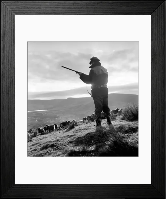 Framed Print : Royal / Mystery / Dog: Sheep farm. They sigh, for they know what it means Framed Print : Royal / Mystery / Dog: Sheep farm. They sigh, for they know what it means