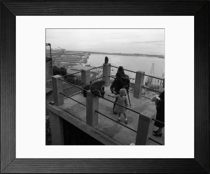Framed Print : Princess Anne holds her hand out to a Barbary Ape May 1954 on the rock of Framed Print : Princess Anne holds her hand out to a Barbary Ape May 1954 on the rock of