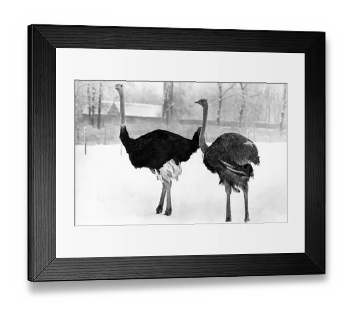 Framed Print : Its too cold for these ostrich to stick their head in the snow at Lambton Pleasure