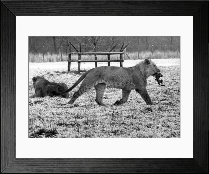 Framed Print : Lions playing at Lambton Pleasure Park in January 1978 Framed Print : Lions playing at Lambton Pleasure Park in January 1978