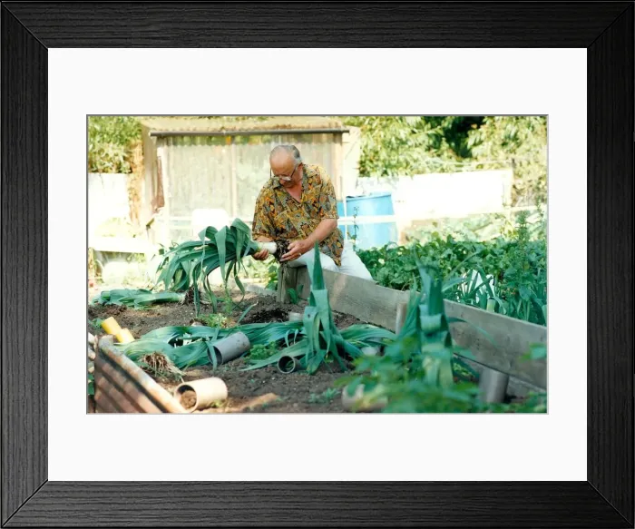 Framed Print : A gardener on the Ponteland allotments where his competition leeks