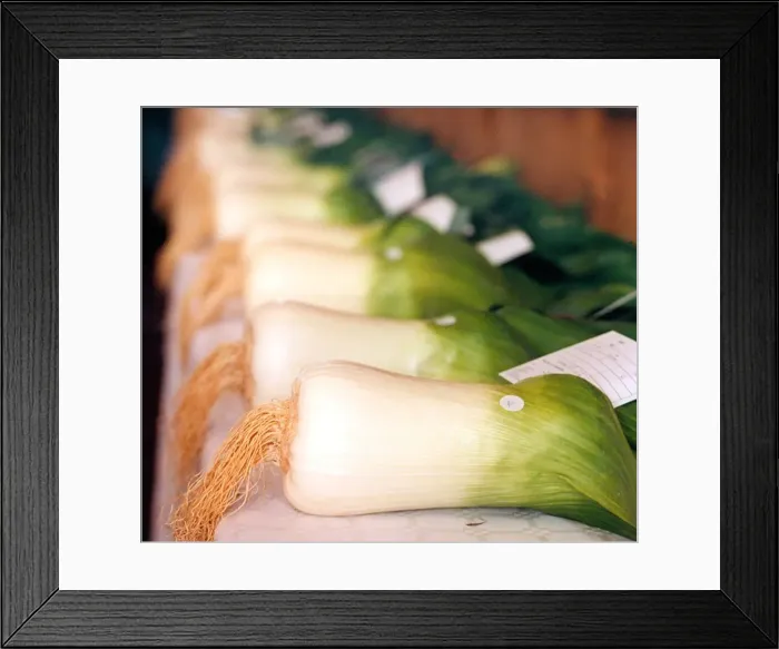 Framed Print : A general picture of gigantic prize winning leeks in September 1997 Framed Print : A general picture of gigantic prize winning leeks in September 1997