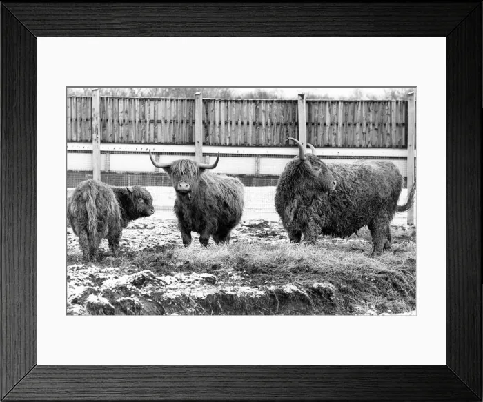 Framed Print : Some of the Highland Cattle at Lambton Pleasure Park in January 1978 Framed Print : Some of the Highland Cattle at Lambton Pleasure Park in January 1978
