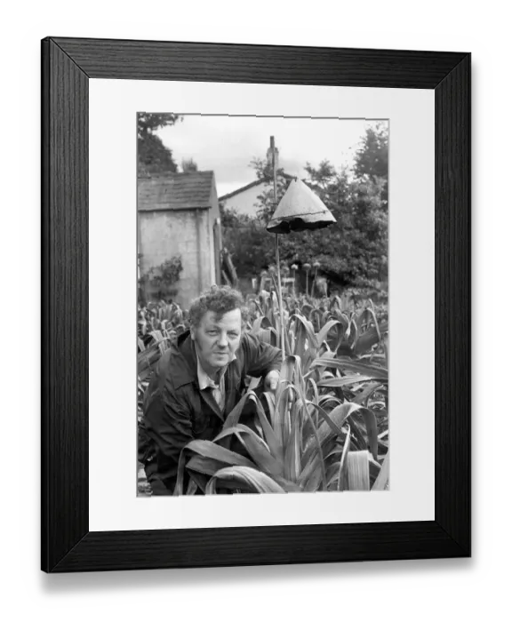 Framed Print : Leek grower Alan Rowntree is pulling out all the stops to protect his prize leeks in