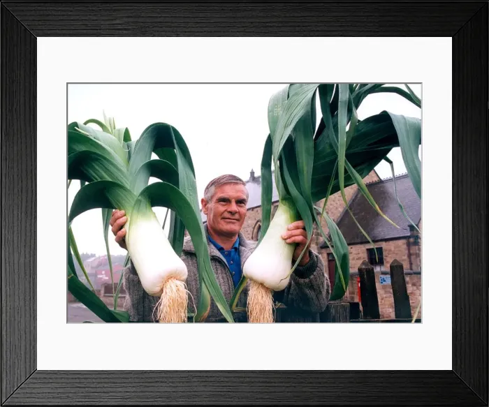 Framed Print : Peter Rhodes who is a competitor in the Beamish Museum Leek Show with two of his exhibits Framed Print : Peter Rhodes who is a competitor in the Beamish Museum Leek Show with two of his exhibits