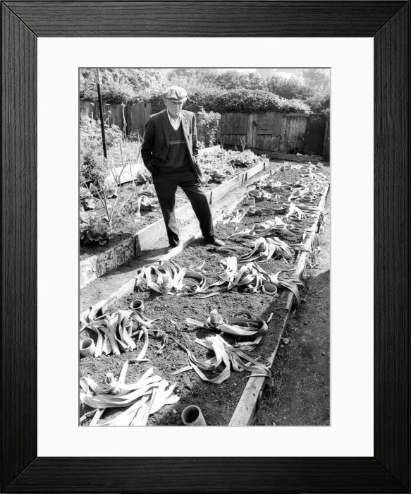 Framed Print : Pensioner John Potter has lost the heart for his life-long hobby of kleek growing after Framed Print : Pensioner John Potter has lost the heart for his life-long hobby of kleek growing after