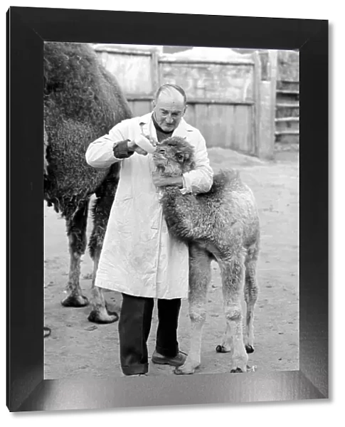 3 week old camel and keeper Alec Long. March 1975 75-01675-003