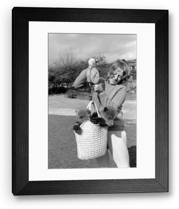 Framed Print : Twin Brown Bears. March 1975 75-01620 Framed Print : Twin Brown Bears. March 1975 75-01620