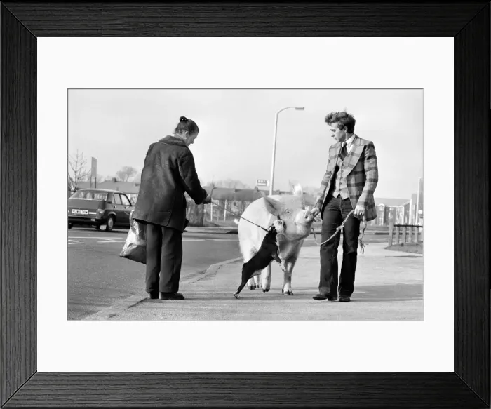 Framed Print : Animals: Humour. Porker Walker. Thorsten Kohrmann with Anna his performing pig between Framed Print : Animals: Humour. Porker Walker. Thorsten Kohrmann with Anna his performing pig between