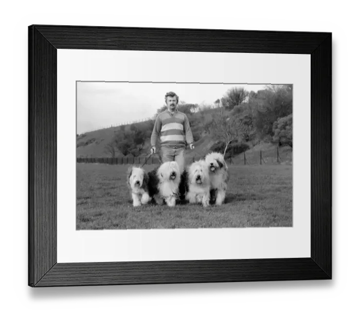 Framed Print : Animals. Dogs: Duke'the Dulux dog has 3 understudies they are Tania Framed Print : Animals. Dogs: Duke'the Dulux dog has 3 understudies they are Tania