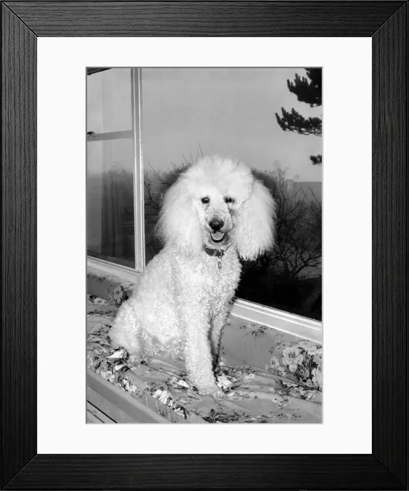 Framed Print : Cute Animals: Dogs: Pet poodle dog. February 1981 81-00508-002 Framed Print : Cute Animals: Dogs: Pet poodle dog. February 1981 81-00508-002