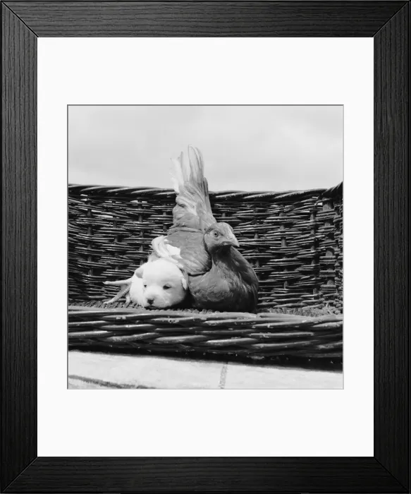 Framed Print : Snowy the pup, the odd one out of a litter of pure bred Welsh red corgies Framed Print : Snowy the pup, the odd one out of a litter of pure bred Welsh red corgies