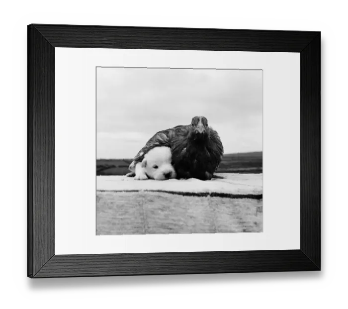 Framed Print : Snowy the pup, the odd one out of a litter of pure bred Welsh red corgies Framed Print : Snowy the pup, the odd one out of a litter of pure bred Welsh red corgies