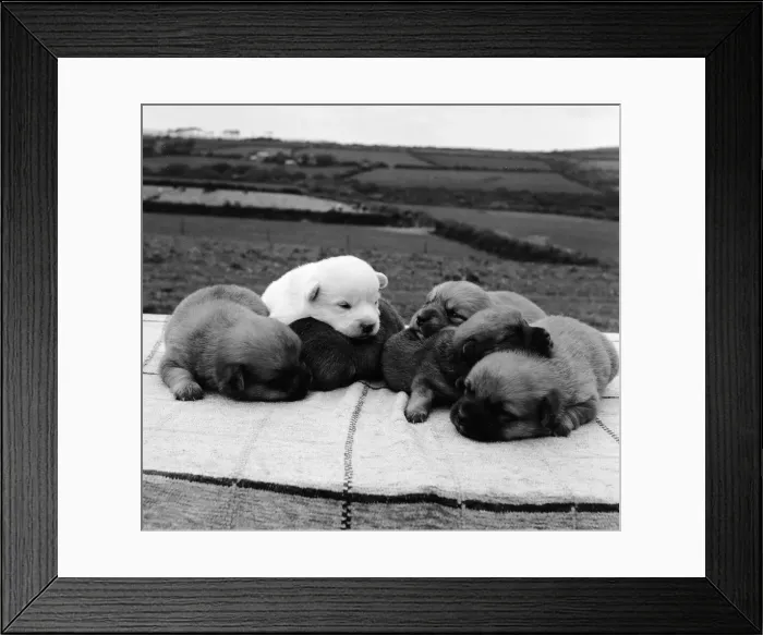 Framed Print : Snowy the pup, the odd one out of a litter of pure bred Welsh red corgies Framed Print : Snowy the pup, the odd one out of a litter of pure bred Welsh red corgies