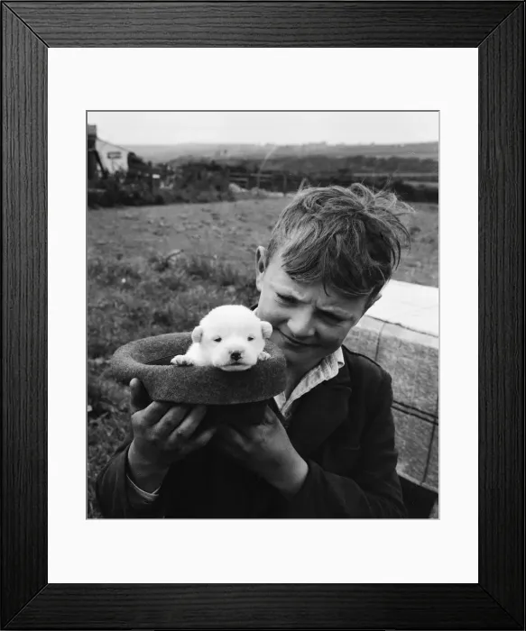 Framed Print : Snowy the pup, the odd one out of a litter of pure bred Welsh red corgies Framed Print : Snowy the pup, the odd one out of a litter of pure bred Welsh red corgies