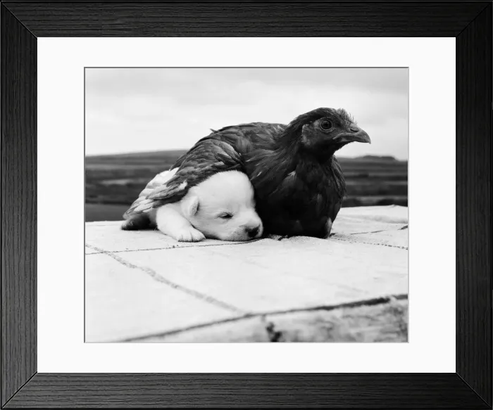 Framed Print : Snowy the pup, the odd one out of a litter of pure bred Welsh red corgies Framed Print : Snowy the pup, the odd one out of a litter of pure bred Welsh red corgies