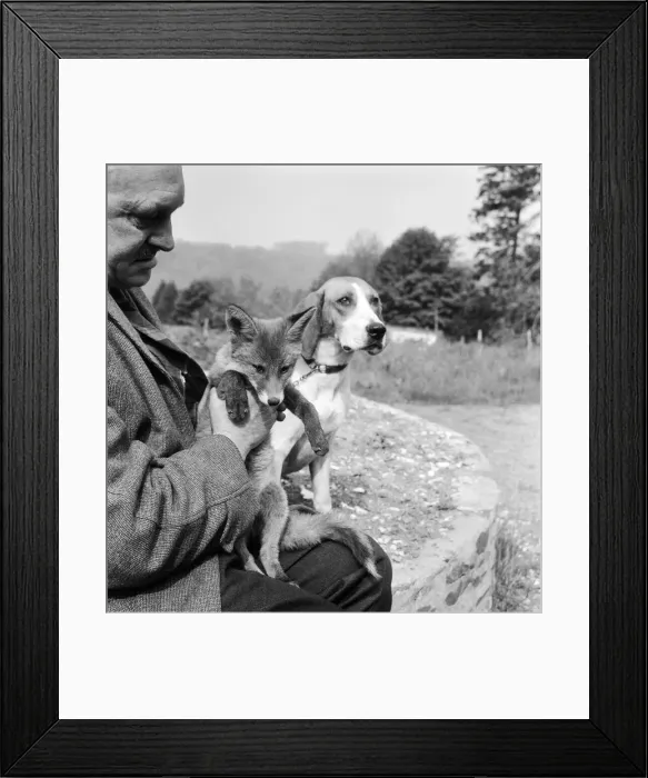 Framed Print : Vicky the fox cub and Sheba the fox hound dog at Barons Down near Dulverton in Somerset