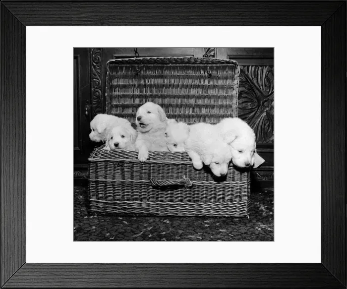 Framed Print : Born of reserve champion Mountville Snowmaid, these Pyrenean mountain pups are one month Framed Print : Born of reserve champion Mountville Snowmaid, these Pyrenean mountain pups are one month