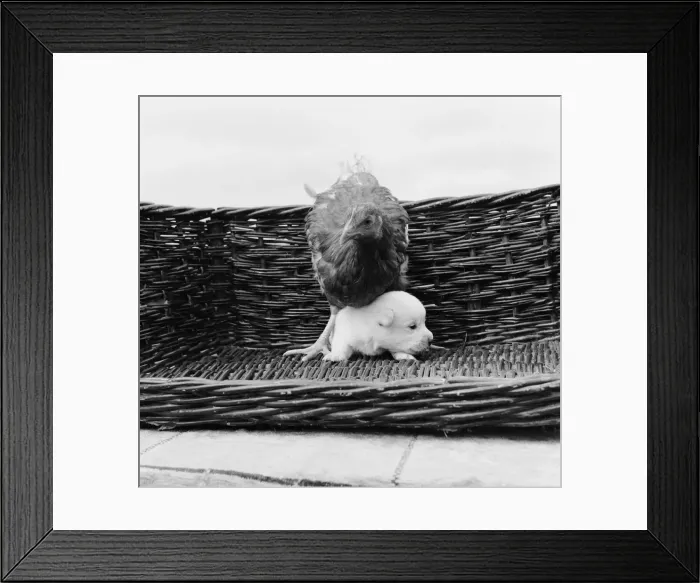 Framed Print : Snowy the pup, the odd one out of a litter of pure bred Welsh red corgies Framed Print : Snowy the pup, the odd one out of a litter of pure bred Welsh red corgies