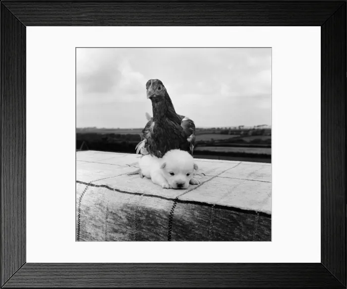 Framed Print : Snowy the pup, the odd one out of a litter of pure bred Welsh red corgies
