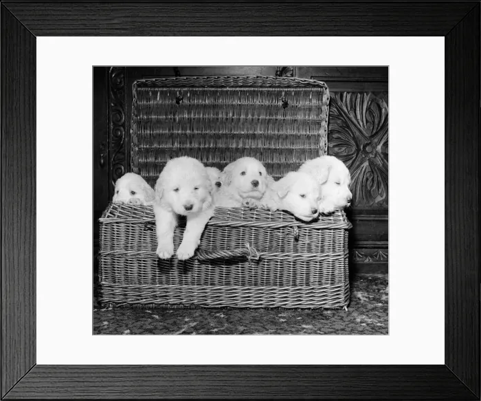 Framed Print : Born of reserve champion Mountville Snowmaid, these Pyrenean mountain pups are one month Framed Print : Born of reserve champion Mountville Snowmaid, these Pyrenean mountain pups are one month