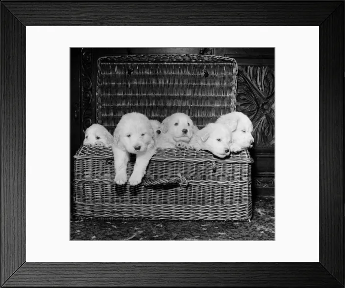 Framed Print : Born of reserve champion Mountville Snowmaid, these Pyrenean mountain pups are one month Framed Print : Born of reserve champion Mountville Snowmaid, these Pyrenean mountain pups are one month