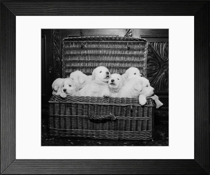 Framed Print : Born of reserve champion Mountville Snowmaid, these Pyrenean mountain pups are one month Framed Print : Born of reserve champion Mountville Snowmaid, these Pyrenean mountain pups are one month