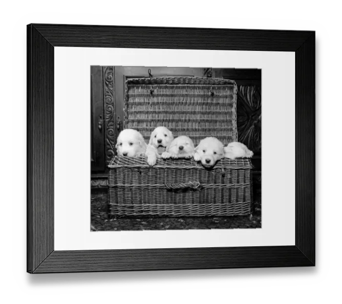 Framed Print : Born of reserve champion Mountville Snowmaid, these Pyrenean mountain pups are one month