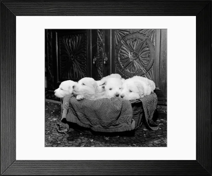 Framed Print : Born of reserve champion Mountville Snowmaid, these Pyrenean mountain pups are one month Framed Print : Born of reserve champion Mountville Snowmaid, these Pyrenean mountain pups are one month