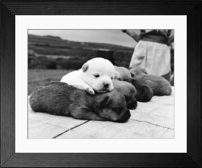 Framed Print : Snowy the pup, the odd one out of a litter of pure bred Welsh red corgies