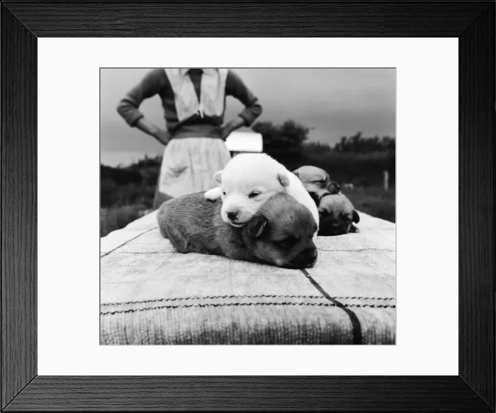 Framed Print : Snowy the pup, the odd one out of a litter of pure bred Welsh red corgies