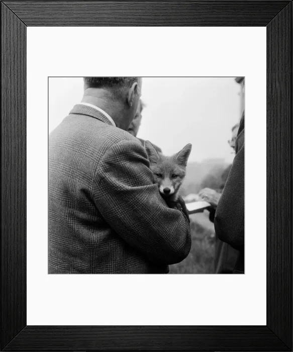 Framed Print : Vicky the fox cub awith dog owner Neil McNeil of Liverpool at Barons Down near Dulverton Framed Print : Vicky the fox cub awith dog owner Neil McNeil of Liverpool at Barons Down near Dulverton