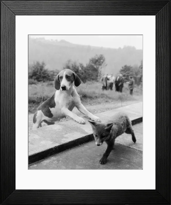 Framed Print : Vicky the fox cub and Sheba the fox hound dog at Barons Down near Dulverton in Somerset Framed Print : Vicky the fox cub and Sheba the fox hound dog at Barons Down near Dulverton in Somerset
