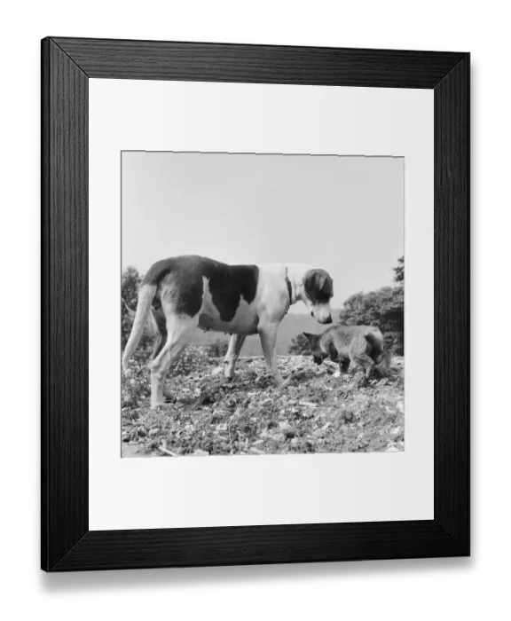 Framed Print : Vicky the fox cub and Sheba the fox hound dog at Barons Down near Dulverton in Somerset Framed Print : Vicky the fox cub and Sheba the fox hound dog at Barons Down near Dulverton in Somerset