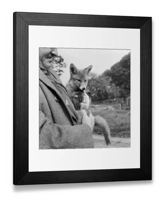 Framed Print : Vicky the fox cub awith dog owner Neil McNeil of Liverpool at Barons Down near Dulverton