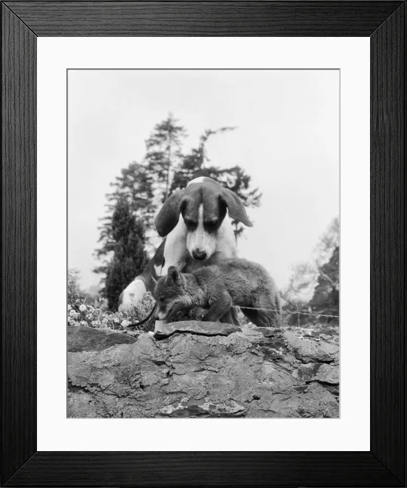 Framed Print : Vicky the fox cub and Sheba the fox hound dog at Barons Down near Dulverton in Somerset